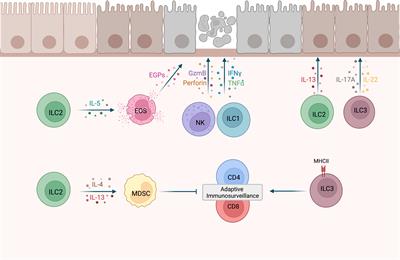 Innate lymphoid cells in early tumor development